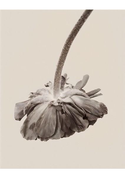 |soft Bej Çiçek Kombini 03 |çerçeveli Cam Tablo 2li Dikey modelleri