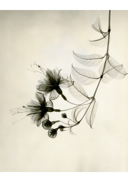 |soft Siyah-Krem Çiçek Kombini 03 |çerçeveli Cam Tablo 2li Dikey fiyatları