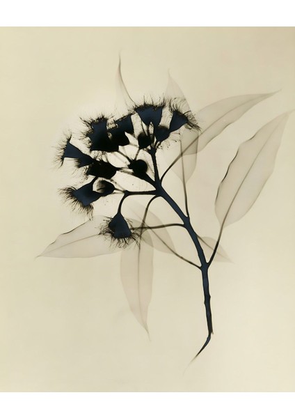 |soft Siyah-Krem Çiçek Kombini 03 |çerçeveli Cam Tablo 2li Dikey modelleri