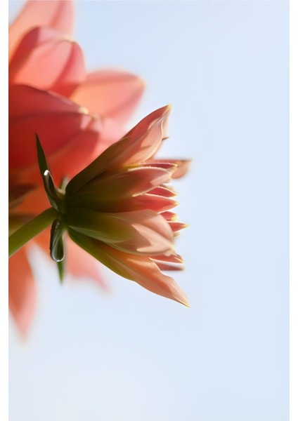 |soft Kırmızı Çiçek Yaprak Kombini Yeni 01 |çerçeveli Cam Tablo 2li Dikey fiyatları