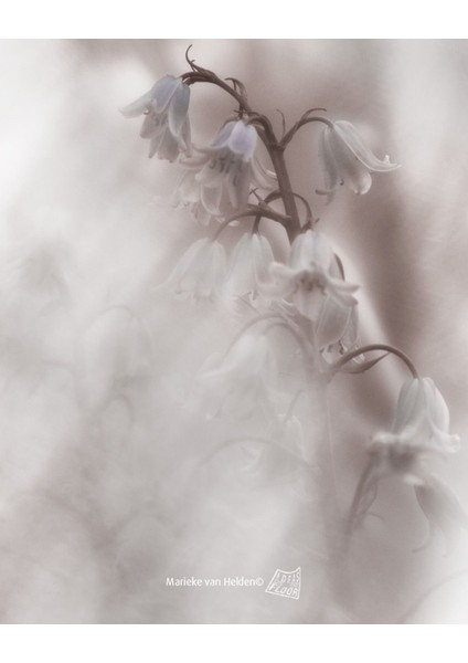 |soft Beyaz Çiçek Modeli Yeni 01 |çerçeveli Cam Tablo 2li Dikey fiyatları