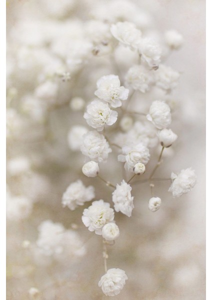 |soft Beyaz Çiçek Modeli Yeni 01 |çerçeveli Cam Tablo 2li Dikey modelleri