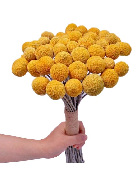 Doğal Kurutulmuş Çiçek Sarı Top Buket Demet, Gerçek Taze Hasat Kurutulmuş Bitki Demet, Ev El Sanatları Için Dekorasyon (Yurt Dışından)