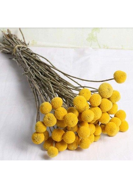 Doğal Kurutulmuş Çiçek Sarı Top Buket Demet, Gerçek Taze Hasat Kurutulmuş Bitki Demet, Ev El Sanatları Için Dekorasyon (Yurt Dışından) fiyatları