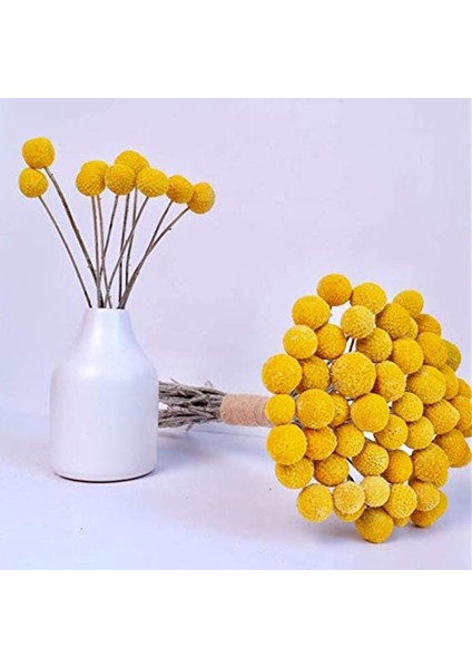 Doğal Kurutulmuş Çiçek Sarı Top Buket Demet, Gerçek Taze Hasat Kurutulmuş Bitki Demet, Ev El Sanatları Için Dekorasyon (Yurt Dışından) modelleri