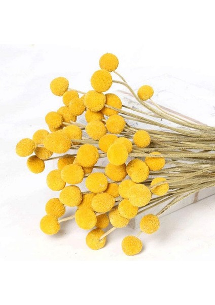 Doğal Kurutulmuş Çiçek Sarı Top Buket Demet, Gerçek Taze Hasat Kurutulmuş Bitki Demet, Ev El Sanatları Için Dekorasyon (Yurt Dışından) fırsatları