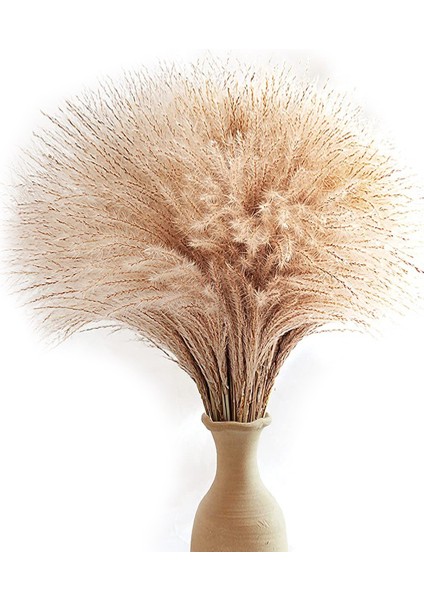 60 Adet Pampas Otu, Kaık Pampas Otu Dekoru. Elle Seçilmiş Kurutulmuş Pampas Otu ve Pompass Otu Dalları Doğal (Yurt Dışından)