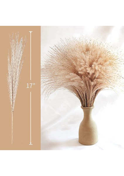 60 Adet Pampas Otu, Kaık Pampas Otu Dekoru. Elle Seçilmiş Kurutulmuş Pampas Otu ve Pompass Otu Dalları Doğal (Yurt Dışından) modelleri