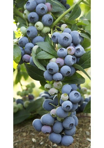 Bluecorp Yaban Mersini (Blueberry) Fidanı