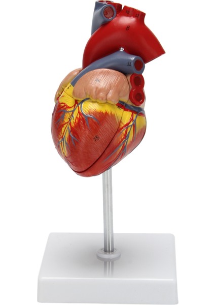 1: 1 Insan Kalp Modeli, Anatomik Olarak Doğru Kalp Modeli Gerçek Boyutta (Yurt Dışından)
