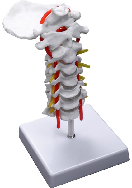 Servikal Vertebra Arteria Omurga Omurga Sinirleri Anatomik Model (Yurt Dışından)