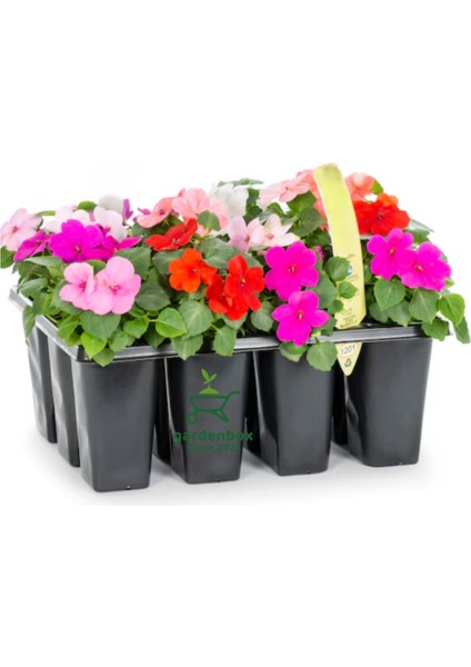 Cam Güzeli Çiçeği Karışık Renk Ithal 2 Adet Saksılı 10-15CM