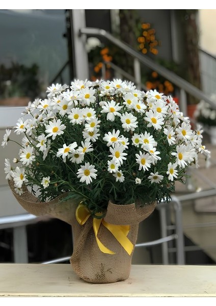 Hediye Paketli Beyaz Renk Çeşme Papatyası Özel Gün Çiçeği 20-40CM Saksılı