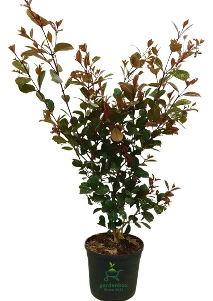 Çit Peyzaj Bitkisi Evgenya Ağacı Fidanı 50-70CM Saksılı/tüplü (Eugenia Etna Fire)