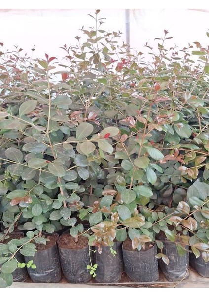 Çit Peyzaj Bitkisi Evgenya Ağacı Fidanı 50-70CM Saksılı/tüplü (Eugenia Etna Fire) modelleri