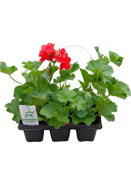 Sakız Sardunya Fidesi Kırmızı Renk 3 Adet Saksılı Tüplü 15-25CM (Pelargonium Peltatum)