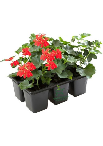 Kırmızı Renk Sakız Sardunya Fidesi 2 Adet Saksılı Balkon Çiçeği(Pelargonium Peltatum)