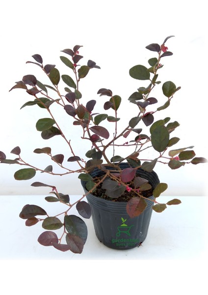 Eugenia Etna Fire Evgenya Çalısı Saksılı/tüplü 50-70CM Peyzaj Bitkisi modelleri