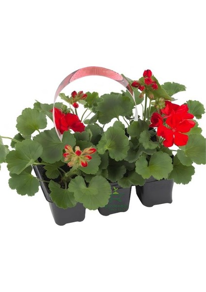 Kırmızı Sardunya Fidesi 2 Adet Saksılı 10-25CM Salon Balkon Çiçeği