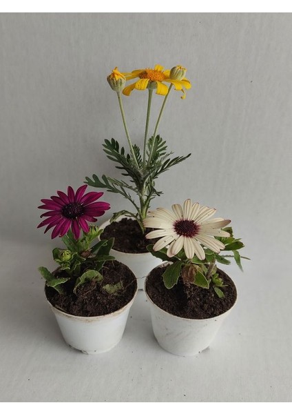 Mini Bodrum Papatyası Çiçeği Beyaz-Mor-Sarı Renk 10-15CM (Sınırlı Stok)
