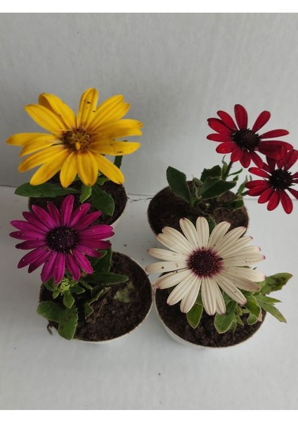 4' Lü Mini Bodrum Papatyası Çiçeği 10-15CM Mor-Beyaz-Sarı-Kırmızı Renk