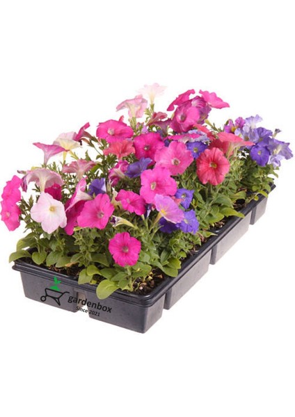Karışık Renk 10 Adet Petunya Çiçeği Fidanı 10-15CM Saksılı/tüplü