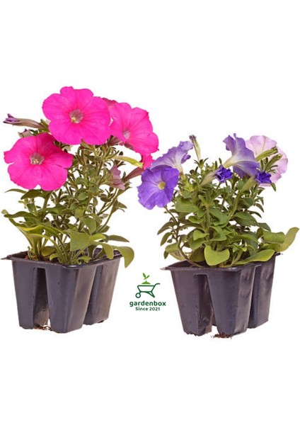 Karışık Renk 10 Adet Petunya Çiçeği Fidanı 10-15CM Saksılı/tüplü