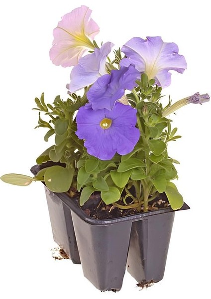 Karışık Renk 10 Adet Petunya Çiçeği Fidanı 10-15CM Saksılı/tüplü
