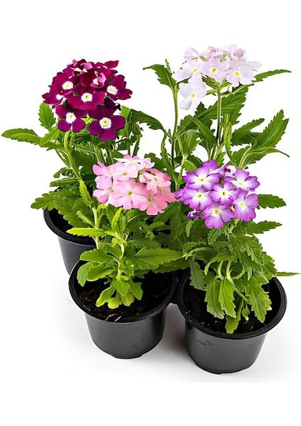 Karışık Renk 4 Adet Mine Çiçeği Pembe-Beyaz-Mor-Fuşya Renk 10-20CM