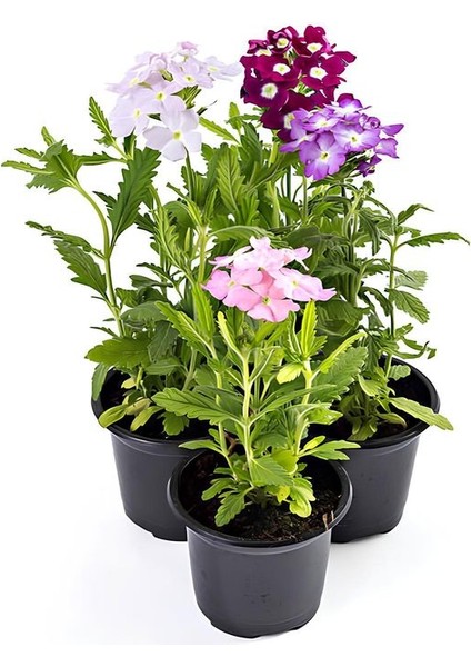 Karışık Renk 4 Adet Mine Çiçeği Pembe-Beyaz-Mor-Fuşya Renk 10-20CM