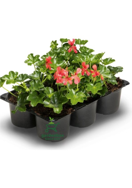 Pembe Renk Sakız Sardunya Fidesi 3 Adet Saksılı 10-25CM Pelargonium Peltatum