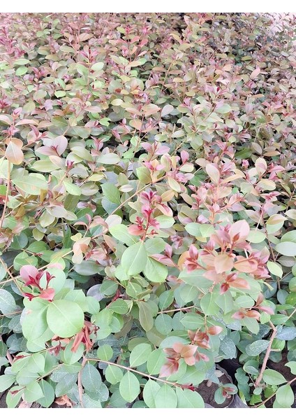 Çit Peyzaj Bitkisi Evgenya Ağacı Fidanı 50-70CM Saksılı/tüplü (Eugenia Etna Fire) fiyatları