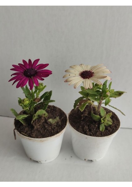 2' Li Mini Bodrum Papatyası Çiçeği 10-15CM Mor-Beyaz Renk