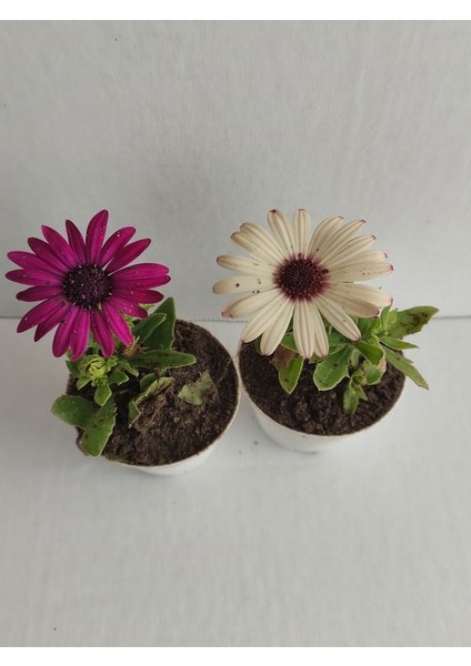 2' Li Mini Bodrum Papatyası Çiçeği 10-15CM Mor-Beyaz Renk fiyatları