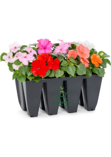 Karışık Renk Cam Güzeli Çiçeği 3 Adet 10-15CM Salon Balkon Çiçeği