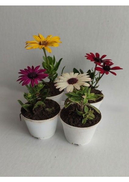 Karışık Renk Mini Bodrum Papatyası Çiçeği 4 Adet Sarı-Kırmızı-Mor-Beyaz