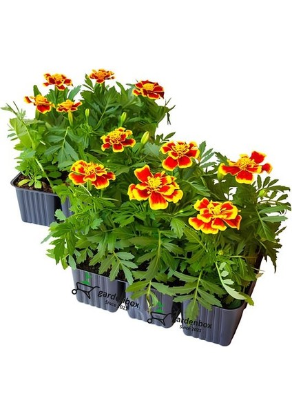 Turuncu Renk Kadife Çiçeği 5 Adet Saksılı/tüplü Bahçe Balkon Çiçeği