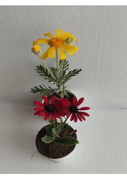 2'li Mini Papatya Seti 10-15CM Saksılı Sarı-Kırmızı Renk
