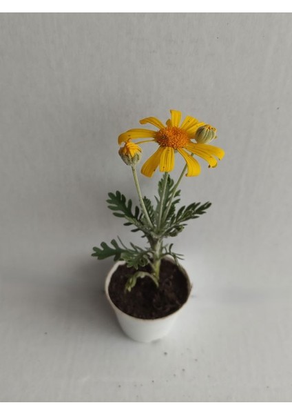 2'li Mini Papatya Seti 10-15CM Saksılı Sarı-Kırmızı Renk fiyatları