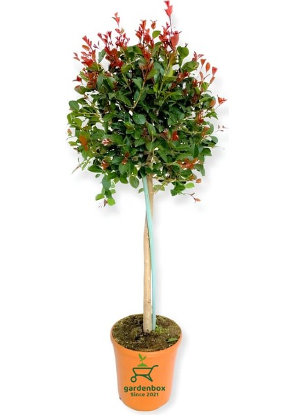 Peyzaj Süs Bitkisi Evgenya Çalısı 50-70CM Saksılı/tüplü (Eugenia Etna Fire)