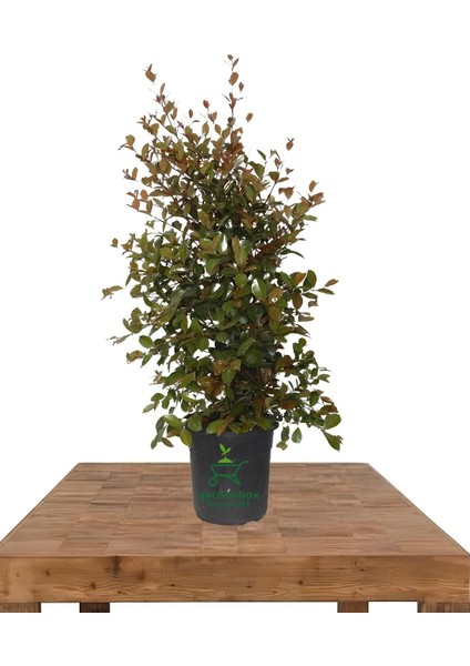 Evgenya Çalısı Tüplü/saksılı 50-70CM Bahçe Ağacı 1 Adet (Eugenia Etna Fire)