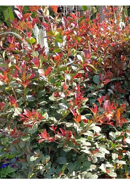 Evgenya Çalısı Tüplü/saksılı 50-70CM Bahçe Ağacı 1 Adet (Eugenia Etna Fire) modelleri
