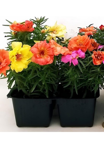 Ipek Çiçeği Turuncu ve Sarı Renk 2 Adet 5-15CM Saksılı Kedi Tırnağı Çiçeği