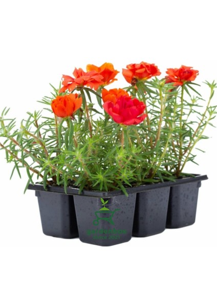 Kırmızı Renk Kedi Tırnağı Ipek Çiçeği 2 Adet Saksılı Çiçekli Bitki(Portulaca Grandiflora)