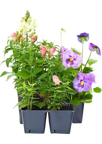 Karışık Çiçek Pakerti 2 Aslanağızı / 2 Hercai Çiçeği Saksılı 10-20CM