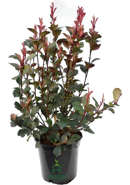 Bahçe Çit Bitkisi Evgenya Çalısı 40-60CM Saksılı
