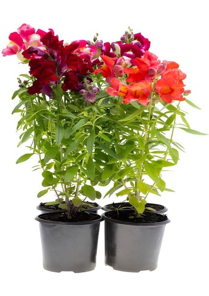 4' Lü Karılık Renk Aslanağızı Çiçeği Saksılı 10-20CM Bahçe Balkon Çiçeği