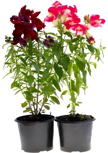 4' Lü Karılık Renk Aslanağızı Çiçeği Saksılı 10-20CM Bahçe Balkon Çiçeği fiyatları