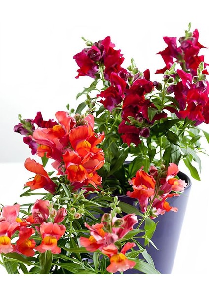 4' Lü Karılık Renk Aslanağızı Çiçeği Saksılı 10-20CM Bahçe Balkon Çiçeği modelleri