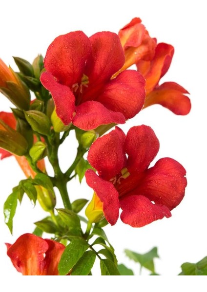 Campsis Radicans Turuncu Acem Borusu Çiçeği 1 Adet Sarmaşık Çiçek